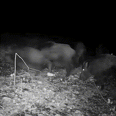 Wildlife Trail Camera — 1080p Night Vision