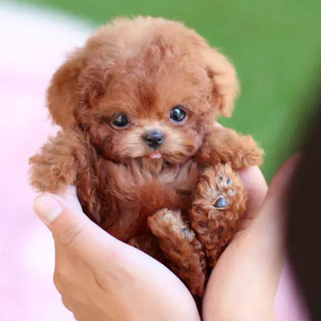 Interactive Plush Dog — Tail-Wagging Realistic Companion