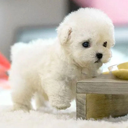 Interactive Robot Puppy — Responds to Voice & Touch