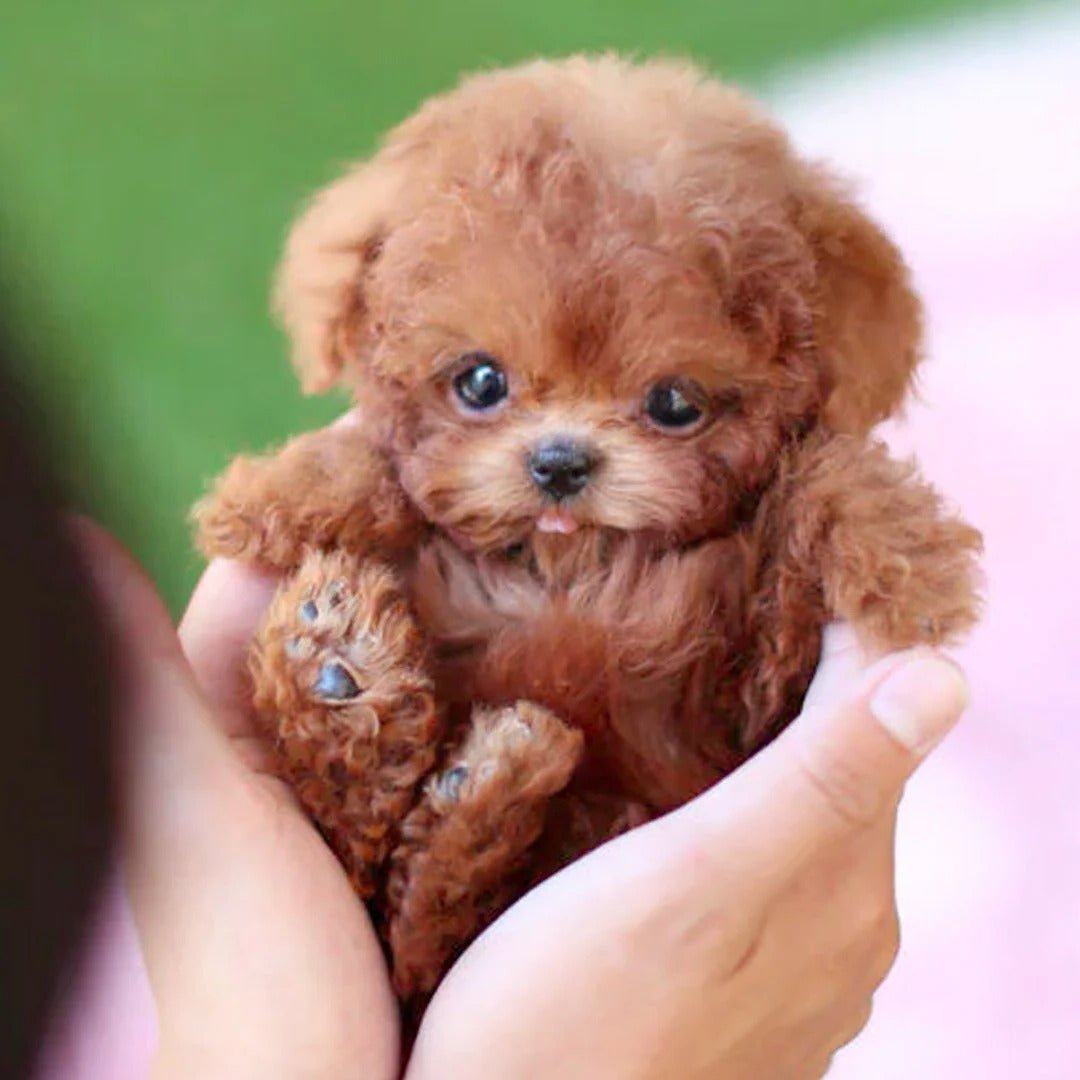 Interactive Robot Puppy — Responds to Voice & Touch