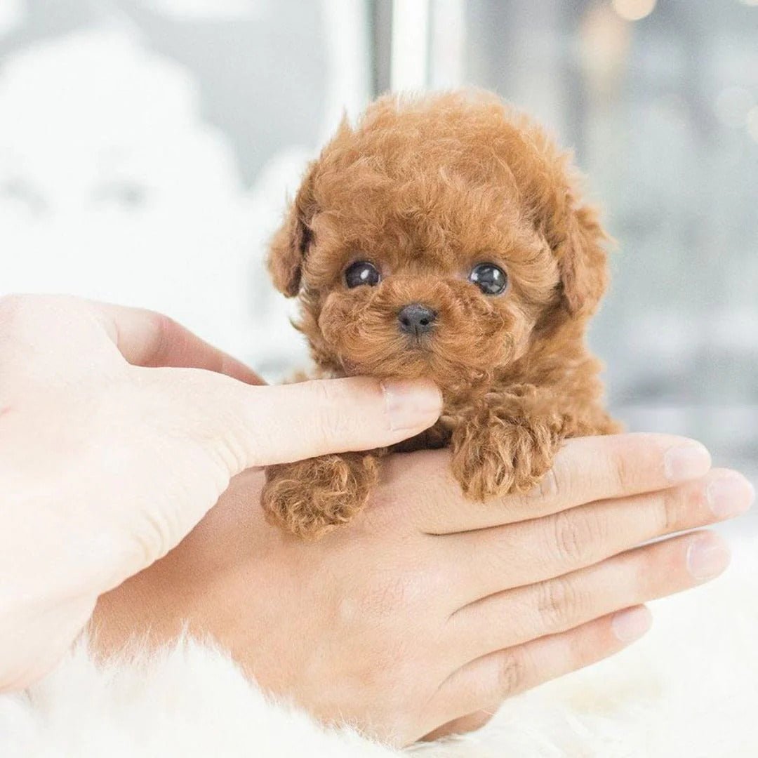 Interactive Robot Puppy — Responds to Voice & Touch