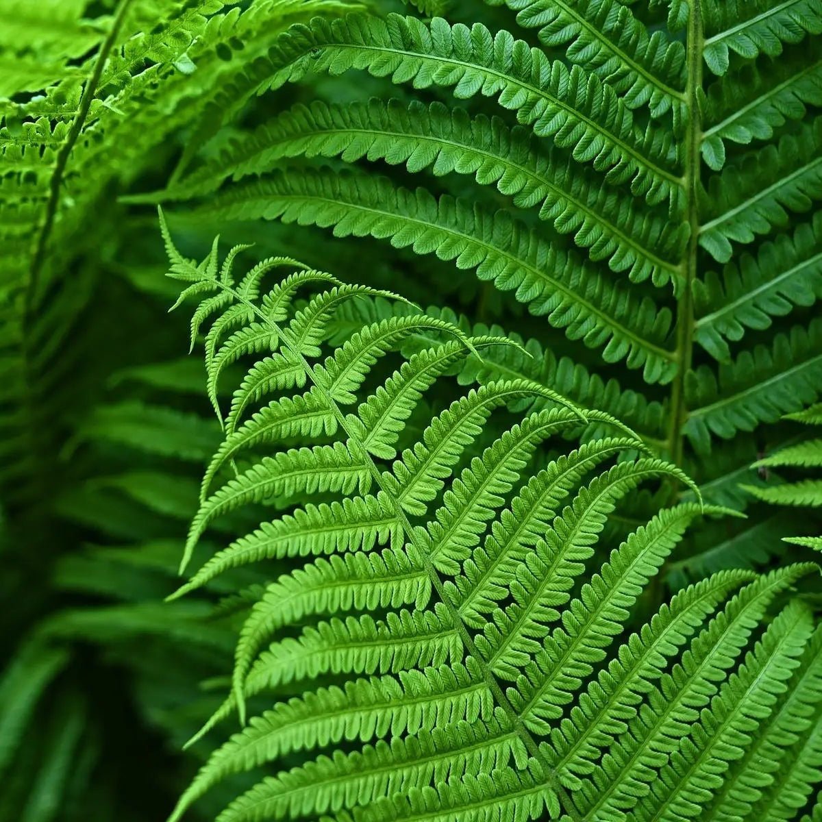 Artificial Boston Fern — UV-Resistant Faux Greenery