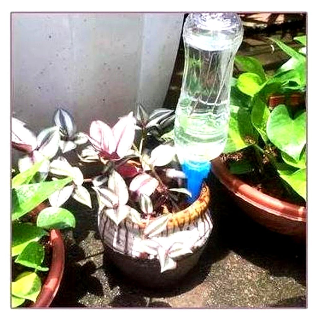 Automatic Plant Watering Spikes — Set of 12